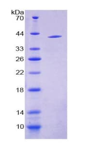 Rat INSL3 Protein (Recombinant His-GST)