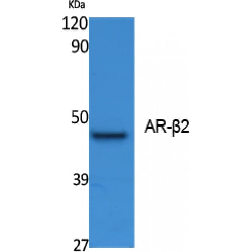 ADRB2 Antibody (300-380 aa)