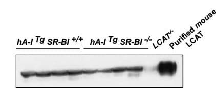 LCAT Antibody (C-Terminus)