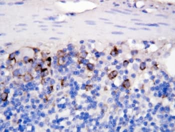CD40L Antibody (aa47-65)