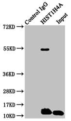 Polyclonal Rabbit anti-Human HIST1H4I Antibody (IF, WB)