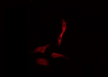 GPS2 Antibody