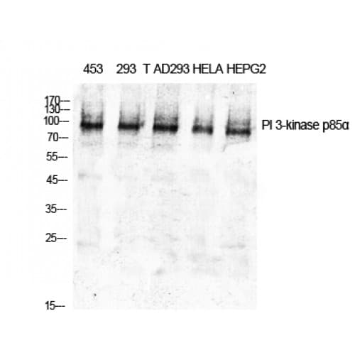 Polyclonal Rabbit anti-Human PIK3R1 / p85 Alpha Antibody (550-630 aa, IHC, IF, WB)