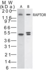 IHC-plus™ Raptor / Mip1 Antibody (aa900-950)