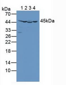 IDH2 Antibody (aa40-452)