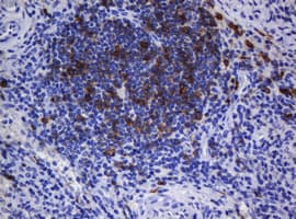 CD1C Antibody (clone OTI2F4)