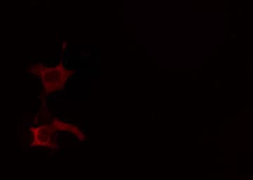 POFUT1 Antibody