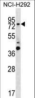 GTPBP1 / GP1 Antibody (aa578-608)