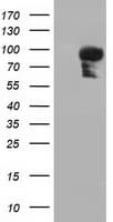 BCAP / PIK3AP1 Antibody (clone OTI5A1)