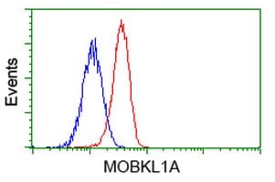 MOB1B / MOBKL1A Antibody (clone OTI1H2)