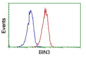 BIN3 Antibody (clone OTI4A6)