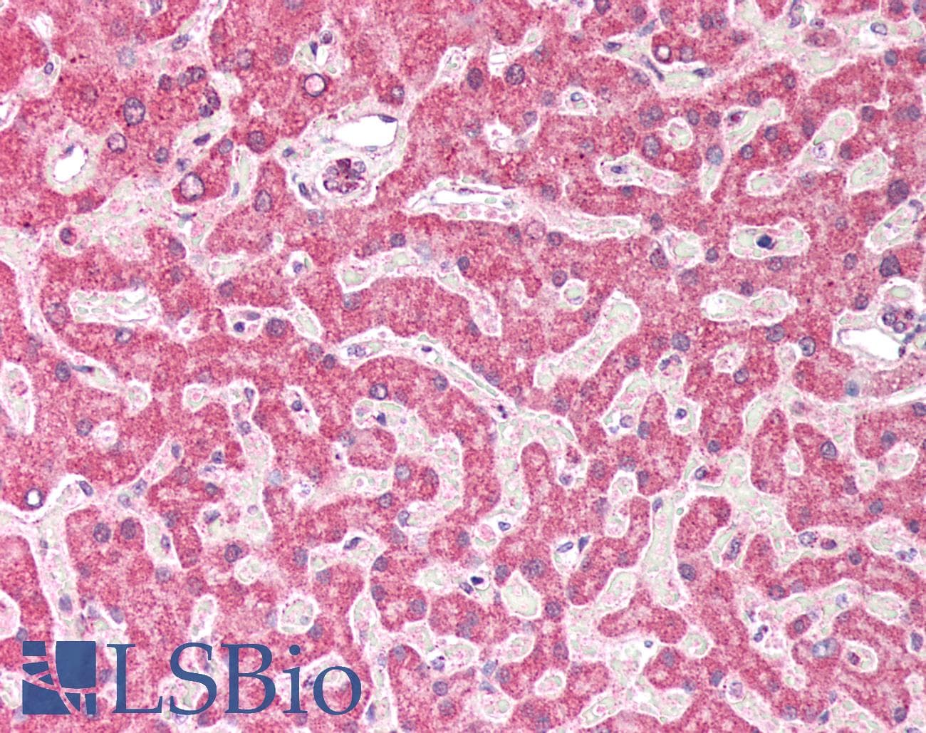Polyclonal Rabbit anti-Human REV3L / REV3 Antibody (aa246-285, IHC, IF, WB)
