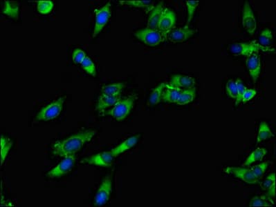 APH / APEH Antibody