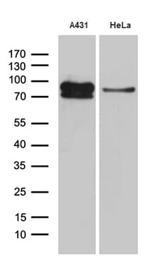 EEF1D Antibody (clone OTI6B3, Carrier-free)