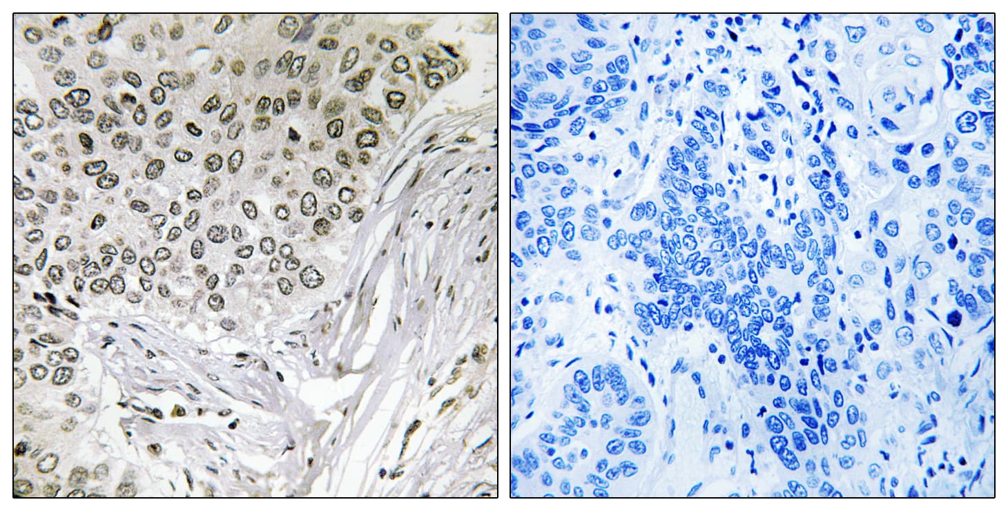 EFTUD2 Antibody (aa321-370)