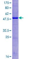 Human FAM174A Protein (Recombinant GST)