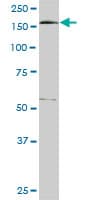 Monoclonal Mouse anti-Human EEA1 Antibody (clone 1D4, WB)