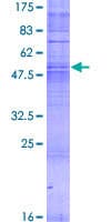 Human OR6C4 Protein (Recombinant GST)