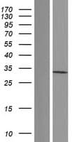 PSMG1 Protein (Over-Expression Lysate Myc-DDK (Flag))