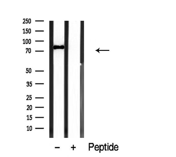 Polyclonal Rabbit anti-Human PDE4C Antibody (IF, WB)
