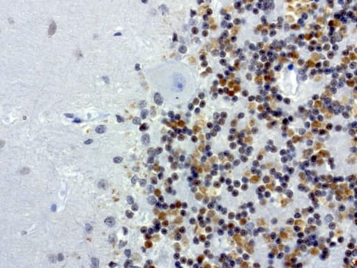 MRPS7 Antibody (aa38-242, clone UMAB156)