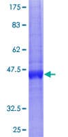 Human BST2 Protein (Recombinant GST)