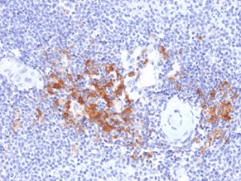 TRAF1 Antibody (clone TRAF1/2770)