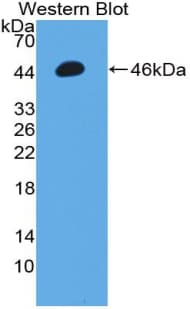 MMP3 Antibody (aa98-475)