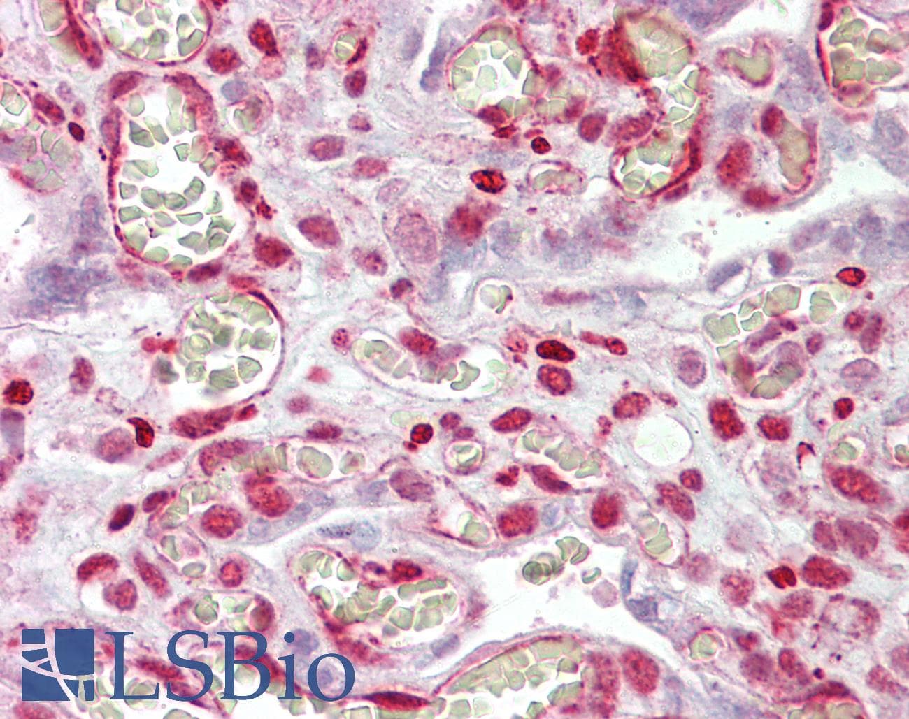 IHC-plus™ MAML1 Antibody (aa2-15)