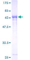 Human PNMA2 / MA2 Protein (Recombinant GST)