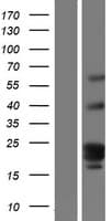 GPR107 / LUSTR1 Protein (Over-Expression Lysate Myc-DDK (Flag))