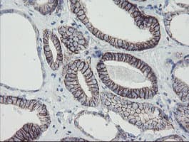 MRPS27 Antibody (clone OTI1A5)