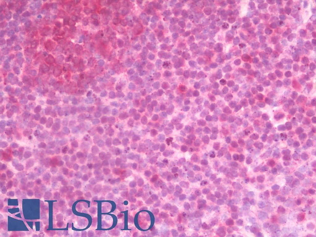 IHC-plus™ GBP5 Antibody