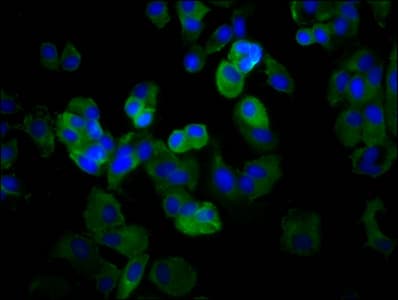Polyclonal Rabbit anti-Human MPZL3 Antibody (IF)