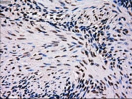 MRI1 Antibody (clone OTI6A10)