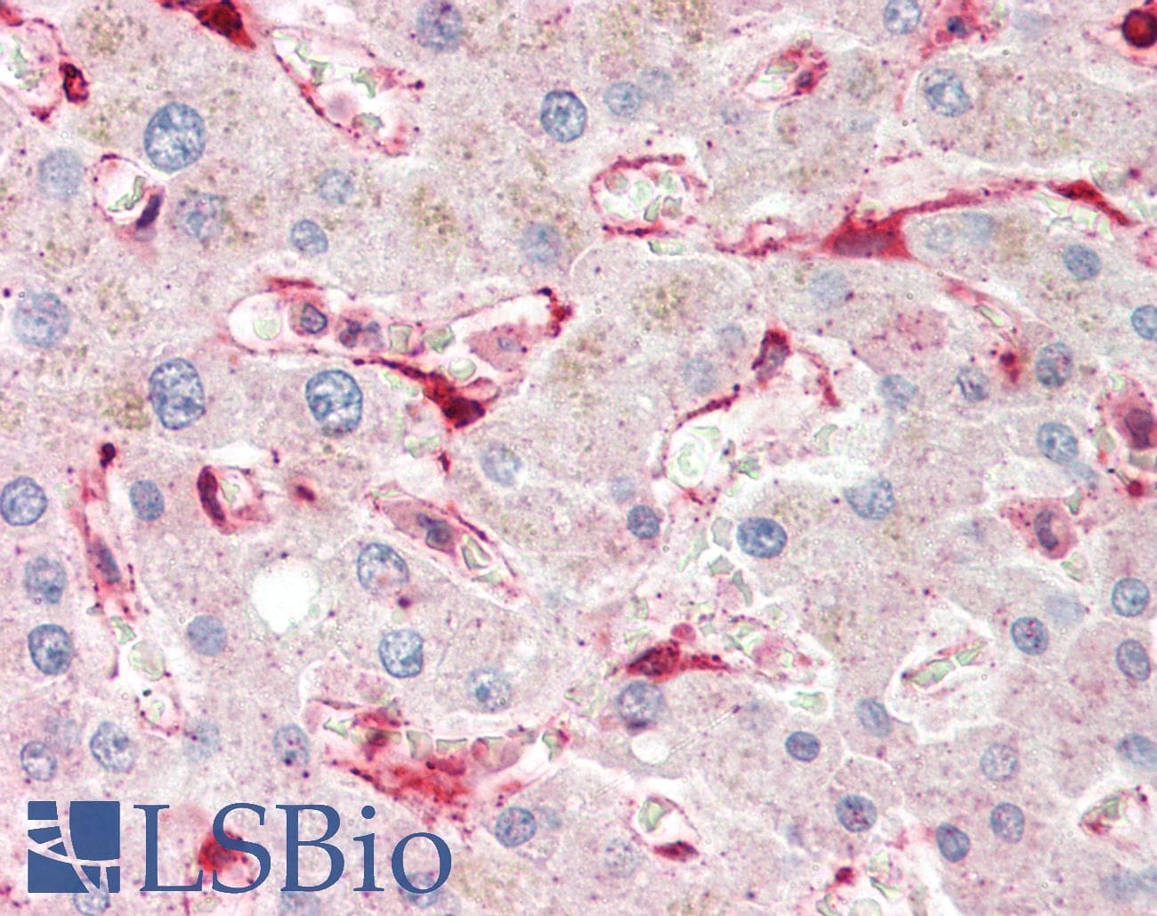 IHC-plus™ Polyclonal Rabbit anti-Human SEPT7 / Septin 7 Antibody (aa75-125, IHC, WB)