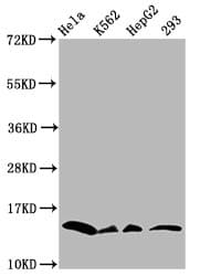 HIST1H2BN Antibody