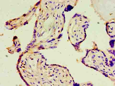 ATF3 Antibody