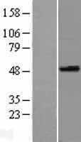 SPOCK3 Protein (Over-Expression Lysate Myc-DDK (Flag))
