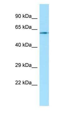 CHRM1 / M1 Antibody (aa326-375)