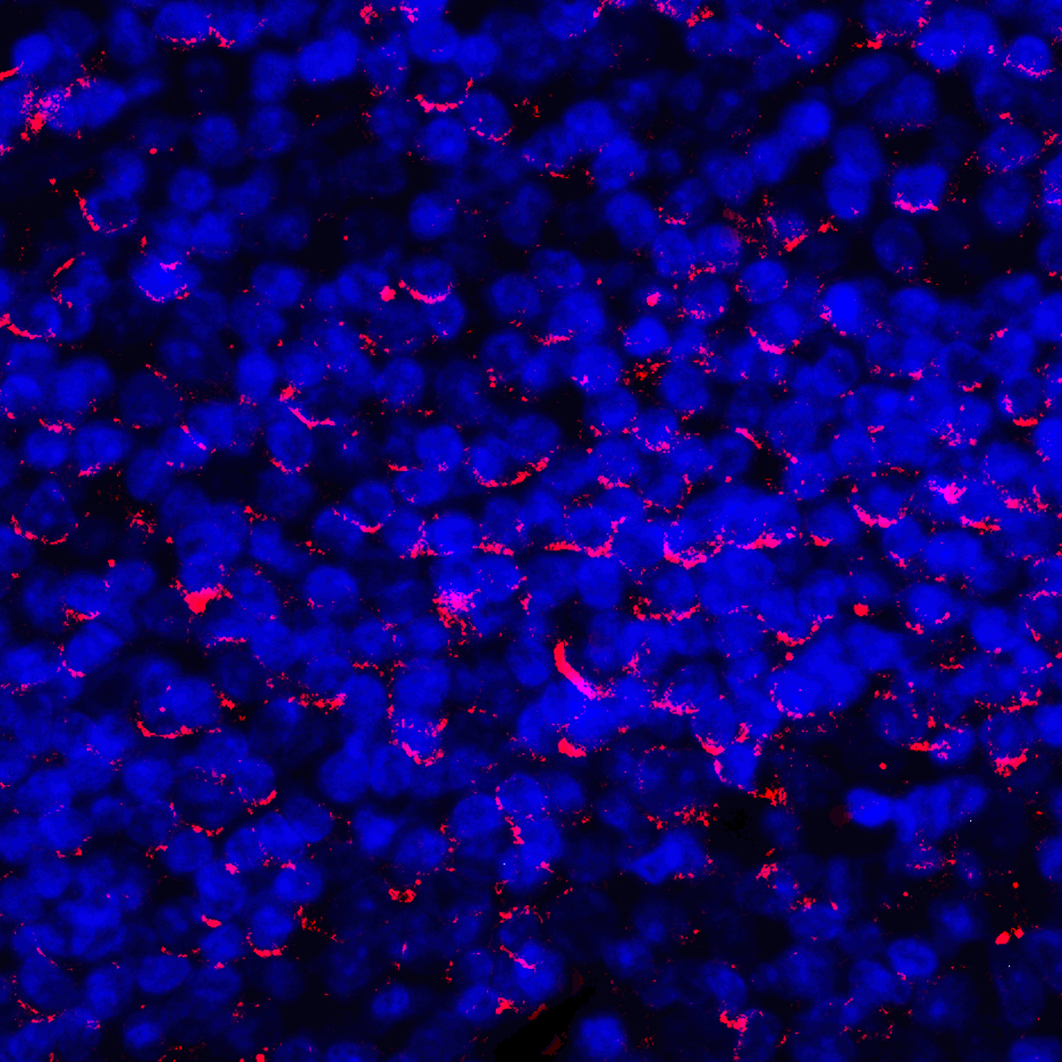 Monoclonal Mouse anti-Human CD274 / B7-H1 / PD-L1 Antibody (clone 2D6, IHC, IF, WB)