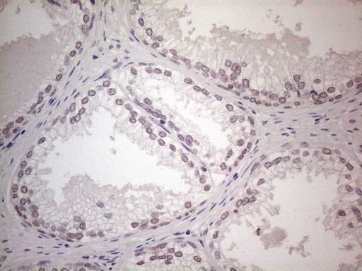 WDR61 Antibody (aa92-305, clone OTI3C8)