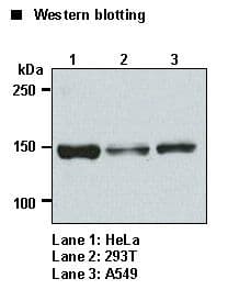 Polyclonal Rabbit anti-Human GOLGA2 / GM130 Antibody (WB)