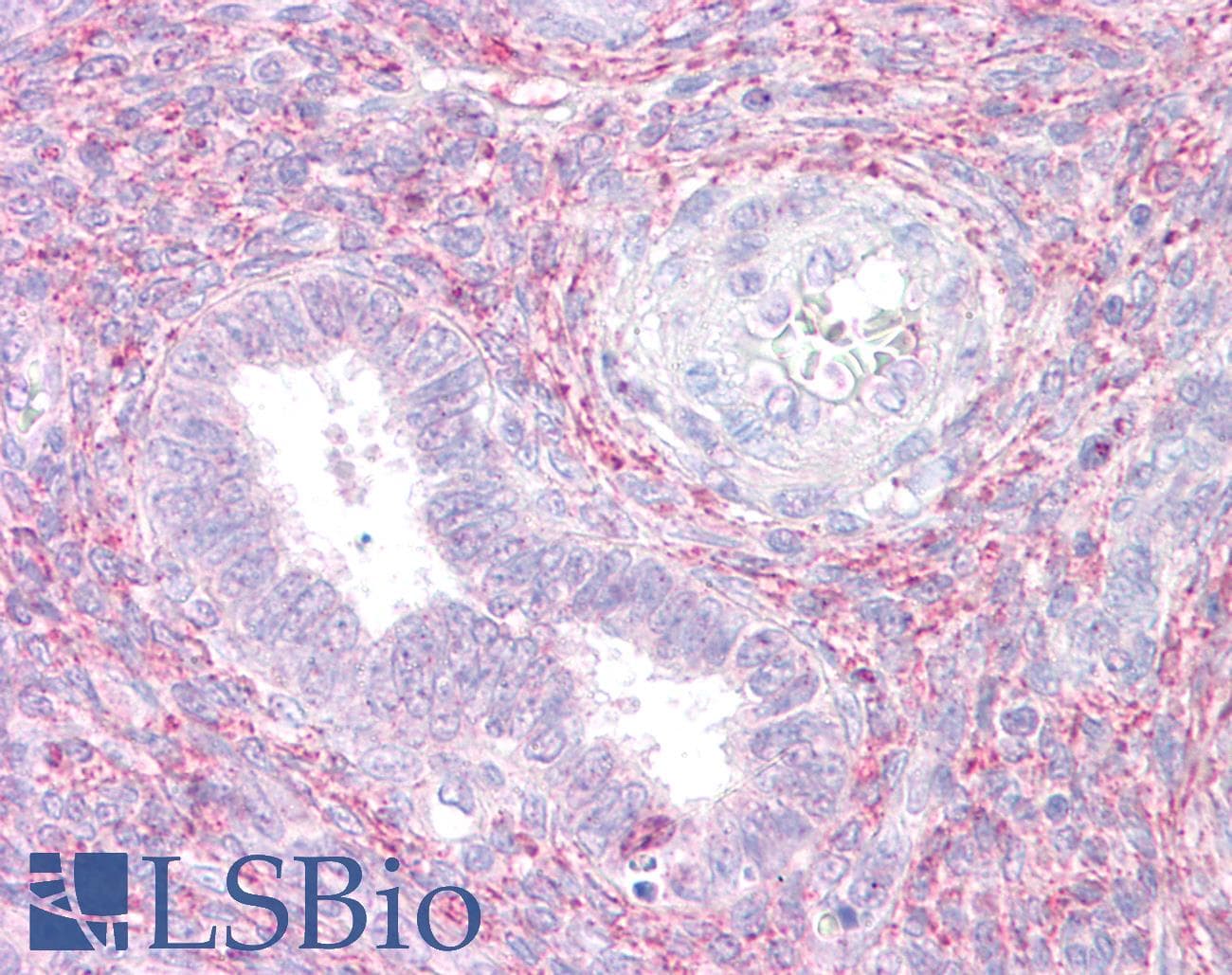 IHC-plus™ RXFP1/ LGR7 Antibody (aa694-711)