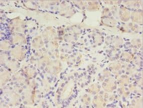 SSFA2 Antibody (FITC)