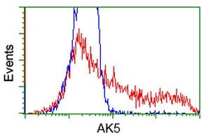 AK5 / Adenylate Kinase 5 Antibody (clone OTI2G4)