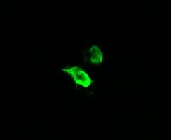 TRMT2A Antibody (clone OTI1H2)