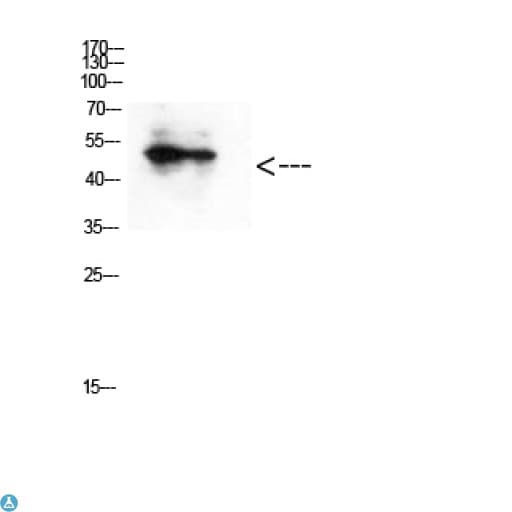 GATA2/3 Antibody