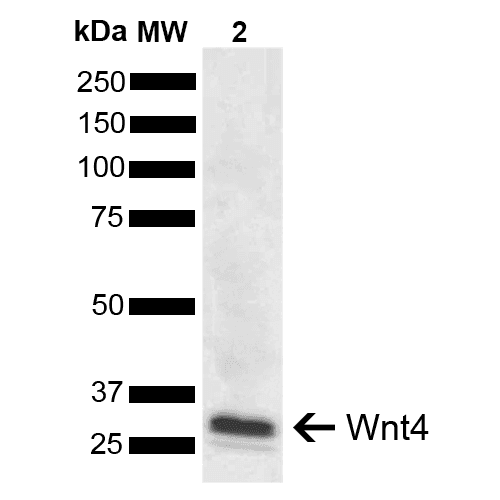 WNT4 Antibody (FITC)