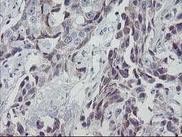 MRPS27 Antibody (clone OTI1A5)